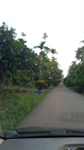 A video shows a view from inside a vehicle driving down a narrow road. The road is paved in gray. Lush green vegetation lines both sides of the road, including tall trees such as palm trees. The sky is bright and overcast. The interior of the vehicle is visible at the bottom of the frame, showing the dashboard and windshield.  Music plays in the background.