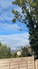 Two birds spotted on tree branch in London
