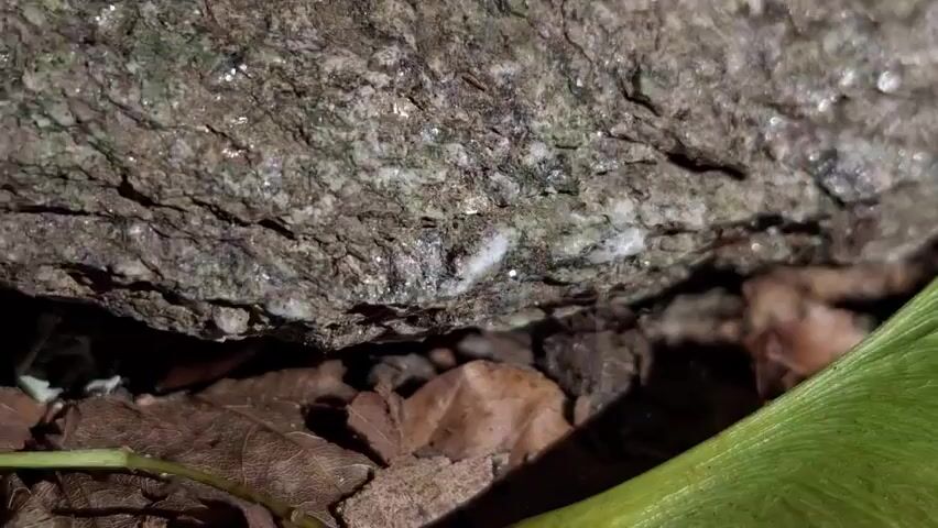 The video shows a close-up, low-angle view of a rough, textured rock formation. Small, dark insects are visible crawling on the surface of the rock. The ground beneath the rock is covered with dry, brown leaves and dark soil. A portion of a vibrant green leaf or plant is visible in the foreground, partially obscuring the view. The lighting suggests a natural, outdoor environment, possibly in a wooded or forest setting. The focus is on the detailed texture of the rock and the tiny movements of the insects.