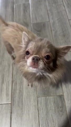 The video shows a long-haired chihuahua from a top-down perspective. The dog has light brown fur and appears to be looking up at the camera. The background is a tiled floor. The dog blinks a few times throughout the short clip.