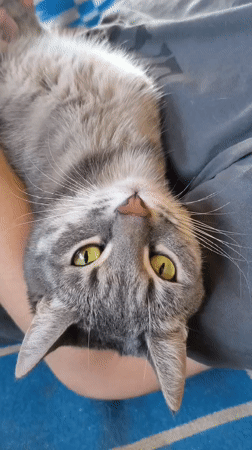 Gray tabby cat held upside down in Aktobe