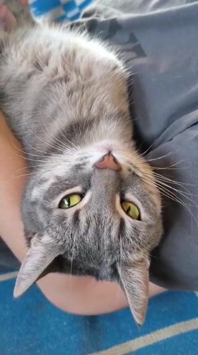 Gray tabby cat held upside down in Aktobe