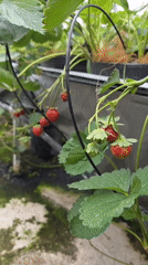 Boy picks strawberries in Da Lat greenhouse facility