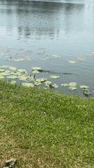 Morning lakeside scenes captured in Choeng Thale, Thailand