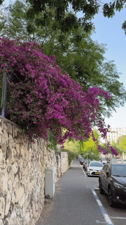 Early morning Jerusalem street scenes captured by witnesses