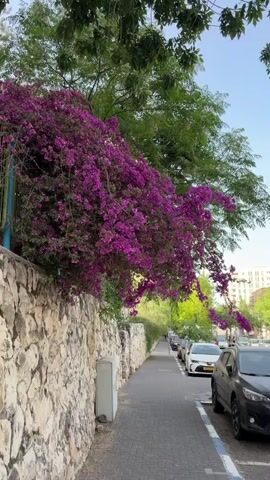 The video shows a sidewalk lined with parked cars and a stone wall overgrown with purple bougainvillea flowers. The camera moves from a wider shot of the street scene, focusing closer on the blooming bougainvillea, and then tilting upwards to show the density of the flowers against the sky and some green leaves of an adjacent tree.  The sidewalk is paved with a pattern of grey rectangles.