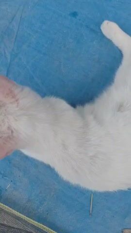 A white cat with light pink ears is lying on its back on a blue tarp. The cat's paws are spread out. There are some dark spots on the cat's fur. A thin, dark object, possibly a needle or a twig, is on the tarp near the cat's body. The background is blurred. The video is shaky and the lighting is uneven.