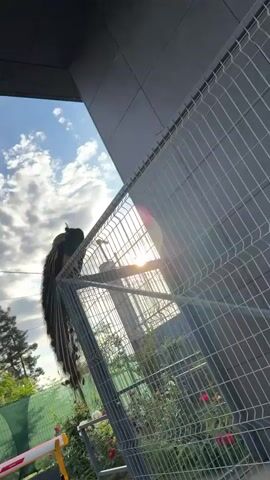 The video shows a peacock perched on a gray wire fence. The sun is behind the fence, creating a silhouetted effect of the bird against the bright light. The sky is blue with scattered clouds. The fence surrounds a garden area with greenery and red flowers. A building with a gray exterior can be seen in the background.