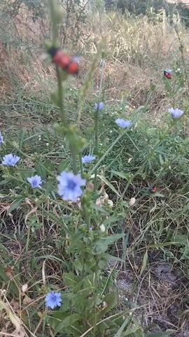 The video shows a close-up of a plant with small blue flowers and green leaves. The plant is in a natural outdoor setting with dry grass and other vegetation in the background. There are three red and black insects on the plant, two of which are clearly visible on the stems, and another one appears to be on a flower. The insects are small and appear to be beetles. The lighting suggests it is daytime. The camera is focused on the plant and the insects, creating a shallow depth of field.