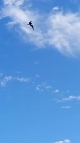 A single bird is seen flying in a clear blue sky with scattered white clouds. The bird is silhouetted against the sky. The camera then pans down to show the calm, blue ocean.