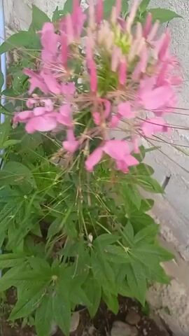 The video shows a close-up of a pink spider flower with green leaves surrounding it. The background is blurred, but appears to be a textured wall and some soil. The flower is in focus, with its delicate petals and long stamens clearly visible. The overall impression is one of natural beauty.