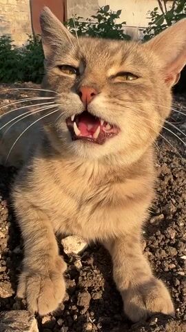 A close-up shot of a light brown cat lying on the ground. The cat's mouth is open, revealing its teeth. The cat's eyes are partially closed. The cat is surrounded by dirt and rocks. In the background, there are some green plants and a building. The sun is shining on the cat.