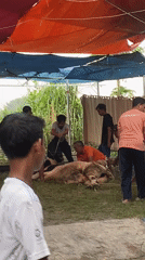 Men restrain cow under tarp in Gelam, Indonesia