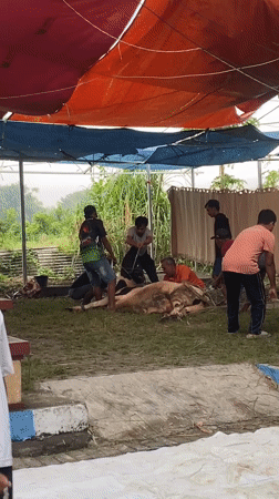 Men restrain cow under tarp in Gelam, Indonesia