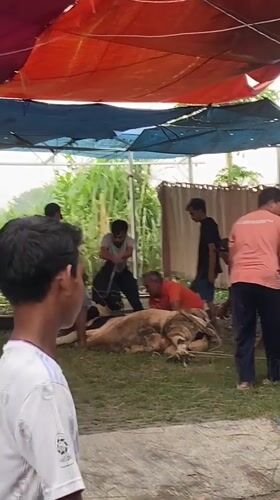 Men restrain cow under tarp in Gelam, Indonesia