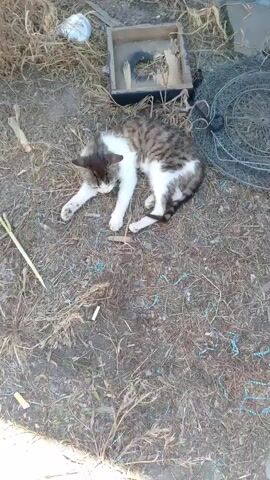 The video shows a tabby and white cat lying on the ground outdoors. The cat is curled up and appears to be sleeping or resting. The ground is covered in dry grass and dirt. There are some objects in the background, including what appears to be a wooden box and a coiled net. There are also a few discarded cigarette butts on the ground near the cat. The lighting suggests it is daytime.