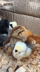 West Palm Beach resident captures chicks, Bengal cat, Ford Mustang moments