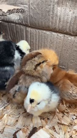 West Palm Beach resident captures chicks, Bengal cat, Ford Mustang moments