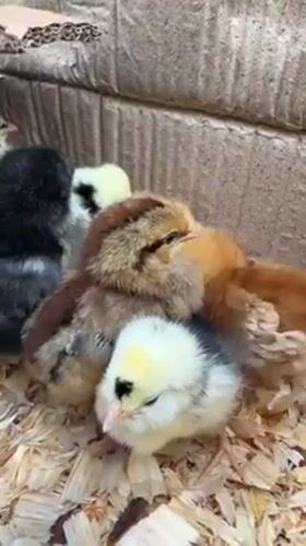 West Palm Beach resident captures chicks, Bengal cat, Ford Mustang moments