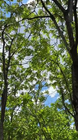 The camera looks up through tree branches with bright green leaves against a backdrop of a blue sky with white clouds. The branches sway gently in the wind.