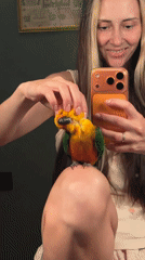 Woman interacts with sun conure parrot in Khimki