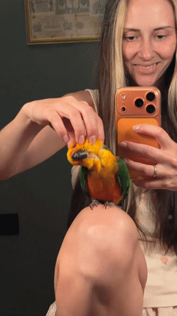 Woman interacts with sun conure parrot in Khimki