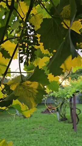 The video shows a close-up of grape leaves and unripe grapes on a vine, backlit by the setting sun. The sun's rays create a lens flare effect as they pass through the leaves. In the background, a green lawn and a wooden stake supporting another vine are visible. The overall scene suggests a garden or vineyard setting during the late afternoon or early evening. There are no people or animals present in the frame. The focus is on the natural elements and the interplay of light.