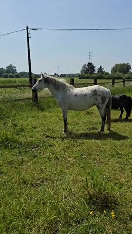 A meadow with a white horse and a black pony grazing in it is shown in a static shot on a sunny day. The white horse with grey spots is in the foreground, slowly lowers its head and starts eating grass. The black pony stands motionless behind the horse. A wooden fence runs through the meadow, separating the area where the horses are from the background, which consists of green fields, trees, and a utility pole. The sky above is clear and blue.