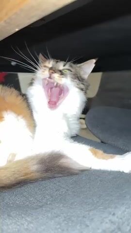 A calico cat with white, brown, and orange fur is lying down under what appears to be a bed. The cat's tail is visible, curled behind it. The cat's head is turned to the side, and its mouth is open, as if yawning or meowing. The background is dark, with some blurry furniture visible. The lighting is dim.