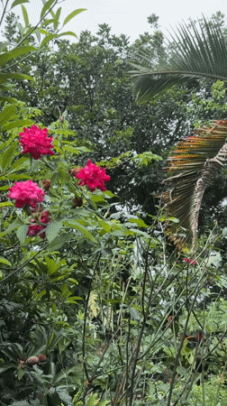 Garden life and family moments captured in Kebonsari, Indonesia