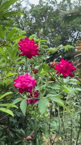 Garden life and family moments captured in Kebonsari, Indonesia