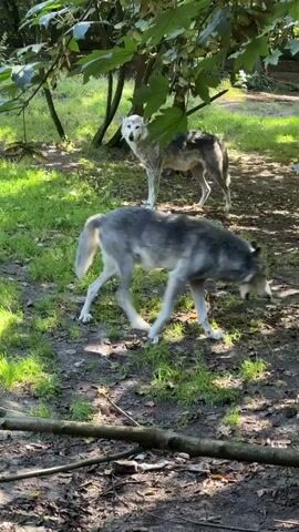 Two wolves are walking through a grassy, wooded area. The wolf in the foreground is gray and white, while the wolf in the background is mostly gray with white fur on its face and chest. Sunlight filters through the trees, casting dappled shadows on the ground.