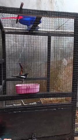 A birdcage with a bird perched on a branch. There is a pink water dish below the bird and a blue object hanging above it. The cage is made of metal bars and has a black frame. The background appears to be a wall.