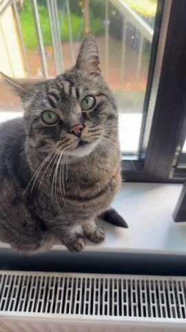 A close-up video shows a tabby cat sitting on a windowsill. The cat has green eyes and gray and black stripes. It looks directly at the camera, then meows loudly. The windowsill is white and there is a radiator beneath it. A window with a view of an outdoor balcony is behind the cat.