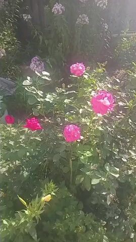 A garden scene captured from a slightly elevated angle. Sunlight filters through trees, creating a hazy effect and lens flares. In the foreground, a rose bush with several vibrant pink roses is the primary focus. To the left, a single red rose is visible. Behind the rose bush, a cluster of phlox flowers, in shades of pink and white, are in bloom. The environment appears lush and green, with dense foliage and shadows suggesting it is daytime. The camera pans slightly, offering a different perspective of the garden.