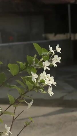 A close-up shot focuses on a flowering plant with small white blossoms and green leaves. The plant is positioned in the foreground, with a blurred background that appears to be an outdoor setting. Sunlight casts a shadow on the ground behind the plant, suggesting it is daytime. The plant is likely outdoors, possibly in a garden or courtyard.