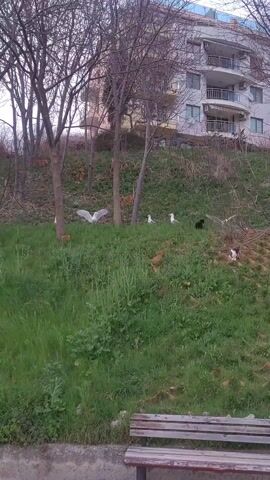 The scene is an outdoor area, possibly a park, featuring a grassy slope.  Several trees with bare branches are scattered on the slope.  A multi-story building is visible in the background.  A wooden park bench is situated at the bottom of the slope, slightly to the right.  Several white seagulls are present on the grassy slope. One gull spreads its wings, seemingly calling out. Other birds, including a dark bird which might be a crow, are also present.