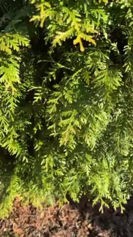 The camera pans across a lush, green evergreen tree, revealing the intricate texture of its branches and leaves.  The sunlight filters through the foliage, creating a dappled effect.  The camera movement is slow and deliberate, providing a close-up view of the tree's details. The backdrop consists of brown mulch or soil.