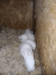Backyard rabbit hutches and their newest litters, Grinăuți, Moldova