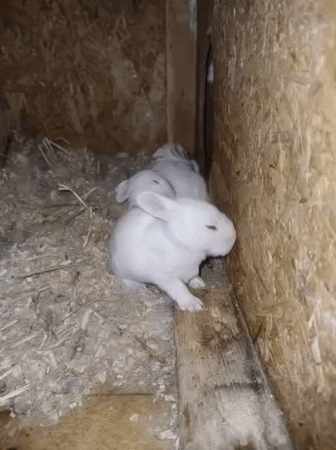 Backyard rabbit hutches and their newest litters, Grinăuți, Moldova