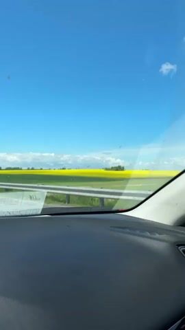 From the perspective of inside a vehicle, a highway is visible through the windshield on a clear day. Fields of bright yellow stretch across the horizon under a blue sky dotted with clouds. The black dashboard of the vehicle fills the bottom of the frame.