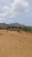 Cattle herd spotted on urban dirt roads
