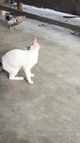 A black and white chicken stands on a concrete surface. Next to it, a white cat sits on the ground, facing to the right. The cat is looking up and to the right. In the background, there is a wooden railing.