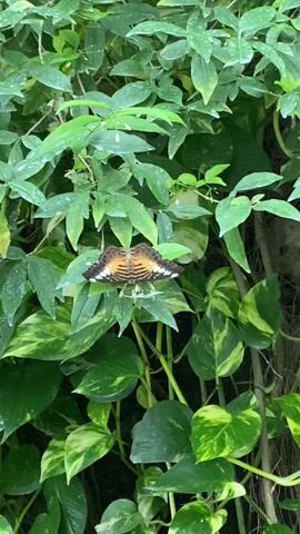 The video shows a butterfly perched on a plant. The butterfly has black, white, and orange markings on its wings. The plant has green and yellow leaves. The butterfly is not moving. Someone can be heard speaking in the background.
