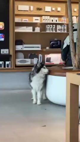 The video shows a husky dog standing in what appears to be an Apple Store. The dog is mostly white with black markings on its head and back. It stands next to a round, white and brown bench. Behind the dog is a display of Apple products on shelves. A person in a black and white jacket is sitting on the bench, partially obscured by a tree. The floor is light gray tile.