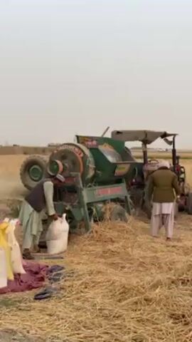 The video captures an outdoor agricultural scene in 'Alaqadari Daman, Afghanistan, focused on the process of grain threshing. In the center, a large green threshing machine, powered by a red and black tractor, is actively separating grain from straw. The machine has the word "BLOWER" clearly visible in white letters on its side, along with other indistinct text.

Two men are engaged in the work. On the left, a man wearing a brown vest over a light-colored shalwar kameez is bent over, filling a large white sack with what appears to be processed grain or seeds directly from the thresher's output chute. Several other white sacks and colorful fabric sheets are visible on the ground beside him. On the right, another man, dressed in similar traditional attire, is positioned near the back of the tractor and thresher, seemingly attending to the machine or the flow of straw.

The ground around the machinery is covered extensively with piles of dry, golden-brown straw, indicating the output of the threshing process. Dust and chaff are visible in the air, particularly around the machine, suggesting its active operation. The overall setting is a flat, open field under a hazy, light-colored sky, with a distant, indistinct horizon. The scene depicts a manual and mechanized effort to process harvested crops in a rural, arid environment during daylight hours.