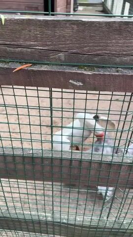 The video shows a pen with several fowl inside, including white geese and a gray-spotted duck, separated by a green wire mesh fence from the viewer. A few leaves lie on the wooden frame of the pen, and there is a small shed visible in the background, near a rooster and a turkey. The geese are moving and one is honking loudly.