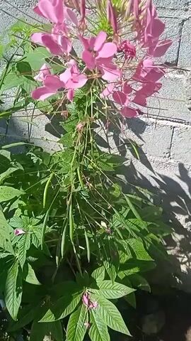 A tall pink flower with many petals is shown against a grey brick wall. The flower has long, slender seed pods hanging below it. The plant has green leaves and is growing in sunlight. The video pans slightly upward to show more of the flower's structure.