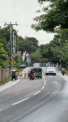 Early morning street life captured in Midigama, Sri Lanka