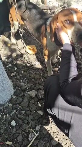 A person with dark clothing and long sleeves is petting a brown and white dog with black markings. The dog is standing on a ground covered with small stones and debris. There is a metal chain attached to the dog's collar. In the background, there is a wooden structure and a gray concrete object. The lighting suggests an outdoor daytime scene.